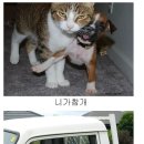 땡칠이네 이미지