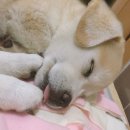 인절미