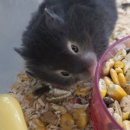 애니멀랜드 이미지