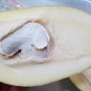 모녀청과 이미지