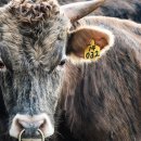 토종축산 이미지