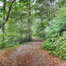 국립유명산자연휴양림 이미지