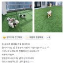 뽀글뽀글 반려견 유치원&호텔 | [공지] 뽀글뽀글 편지함 💌