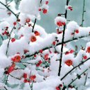 문화꽃화원 이미지