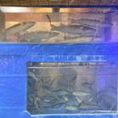 유진장 | 대구 평리동 횟집 전어회전문활어회센타 전어 방어 맛집