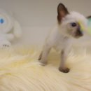 수원고양이분양 도레미캣 이미지