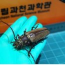 (주)하늘소