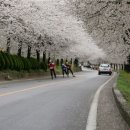 백운면 벚꽃길 이미지