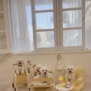 해피독 애견펜션 이미지