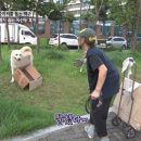 파트라슈 이미지