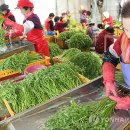 청정미나리영농조합 이미지