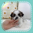 강아지분양 고양이분양 헬로브리더 | 건강검진 완료 평생 케어까지 인천강아지분양 고양이분양 아가몽 솔직 후기