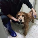 위드유애견 이미지