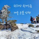 12월26-1월3일(8박9일) 제주도 설국과 함께 새해를 설계하는 신년 일출 여행 이미지