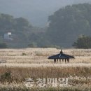 부여꽃