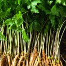 역전농장 이미지