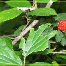 큰고개목장 이미지