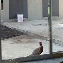 산방산애뜰