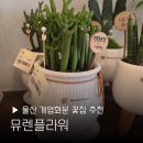 울산 꽃집 뮤렌플라워 개업 승진 화분 꽃다발 무인 24 삼산동 후기