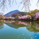 영산 연지못 이미지