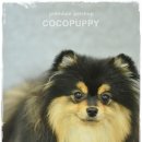 모리펫샵 이미지