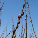 버들목장 이미지