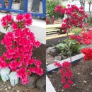 곱은달집 이미지