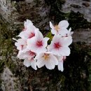 김원삼행정사사무실 이미지