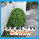 길분재농원 | 화살나무 봄 전정 가지치기 몰진밭농원