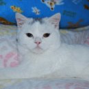배부른 고양이