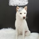 설 grooming 이미지