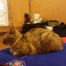 강진 소소원 이미지