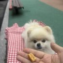 다다덴탈 이미지