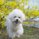 그루밍아지 네이버블로그