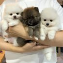 딜라잇독 이미지