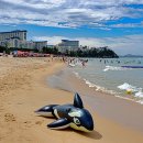 삼척해수욕장 이미지