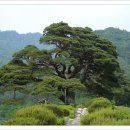 솔표 우황청심원의 실제 모델인 영월 중동의 소나무 이미지