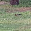 베트남에서 본 후투티(Hoopoe)-동영상 이미지