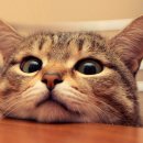 이음동물병원 이미지