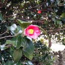 제주조랑말타운 이미지