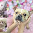 포항동물병원 이미지