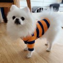 마이펫페어 블로그후기 당첨된 썰!경품은 과연?!