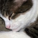 성남동물병원 이미지