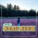 제주 동쪽송당 동화마을 핑크뮬리 핫플 무료 입장 (스타벅스, 제스코마트)