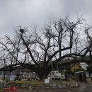 쌍학리 효열각 이미지