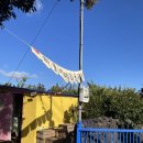 하율농장 | 제주도 감귤 체험, 하율이네 감귤농장 체험후기