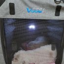 에덴애견훈련소 | 천안 아산 애견 수영장 놀이터 '에덴도그파크'