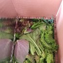 치마골농장 이미지