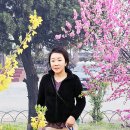 장미미용실 Daum카페