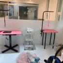 그루밍애견미용 이미지